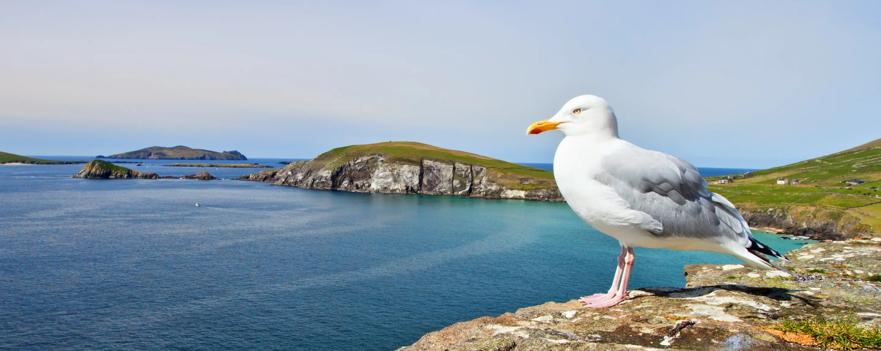 Large atmospheric decorative image of an Irish coastline with a seagul near the camera perched on a rock.